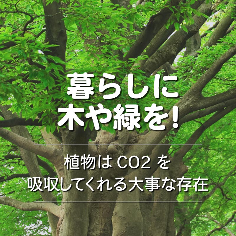 『くらしに緑や木を！』植物はCO2を吸収してくれる大事な存在